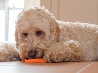 Vitamines pour chien